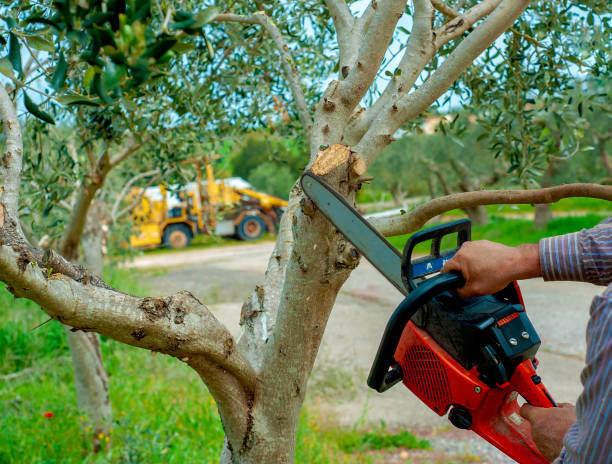 Dead Tree Removal in Boswell, PA